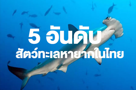 สัตว์ทะเลหายากในไทย